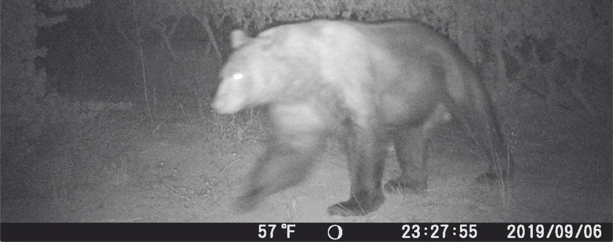 Bear necessities: Pinot Noir